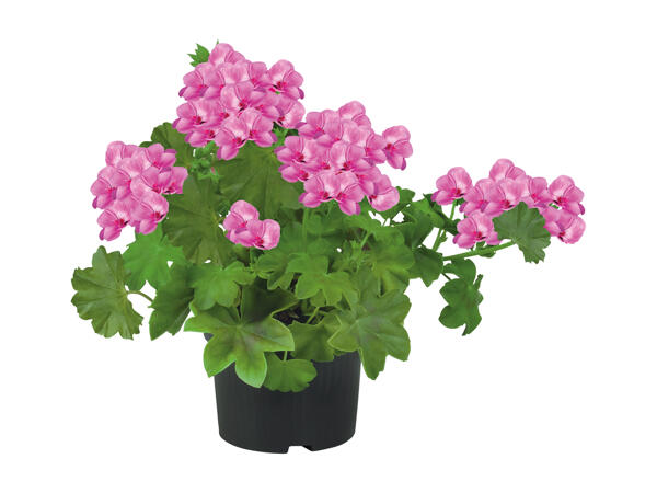 Trailing Geranium
