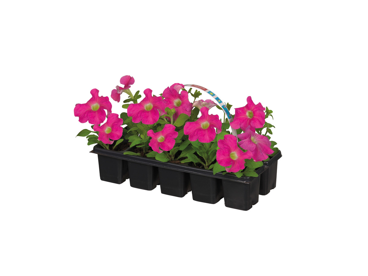 Bedding Plants1