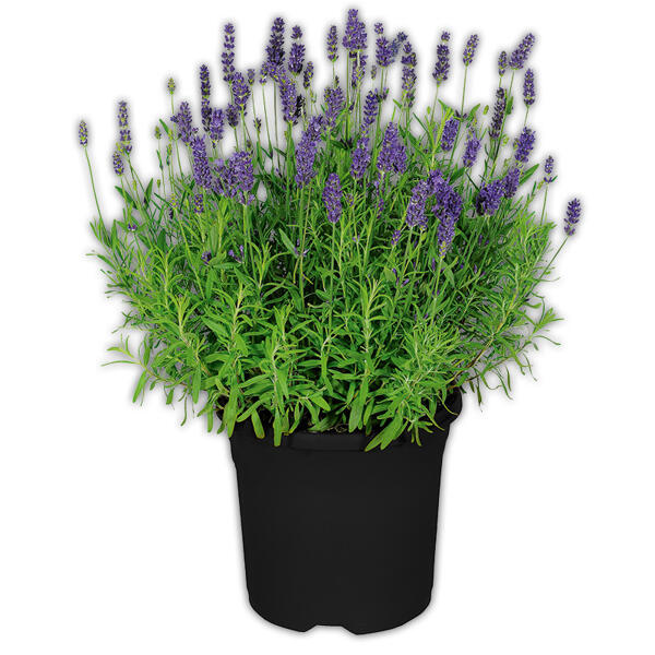 Lavendel