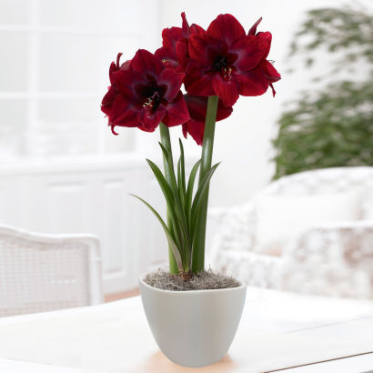 Amaryllis