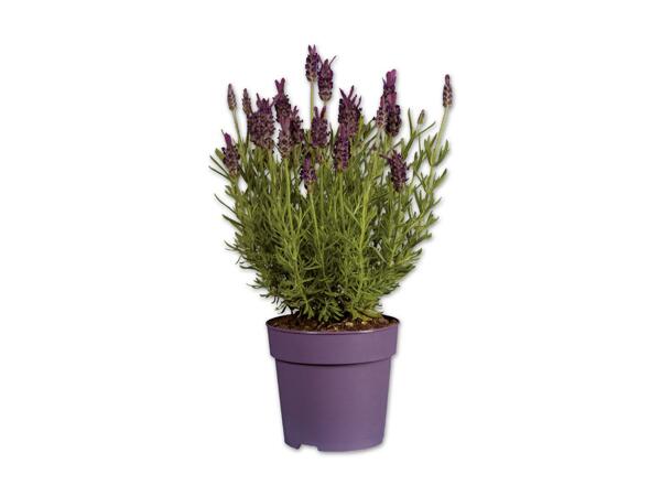 Lavendel stocheas