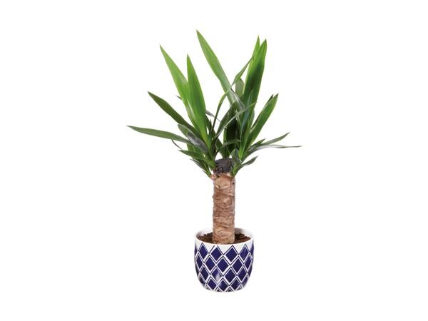 Indoor Plant in Blue Ceramic Pot