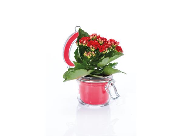 Kalanchoe