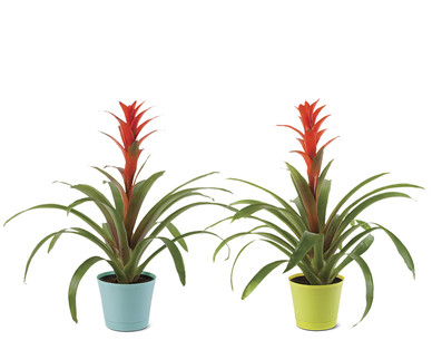 6" Bromeliad