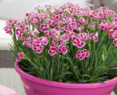 Nelkenschale 'Pink Kisses‘