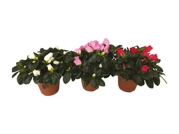 Azalea