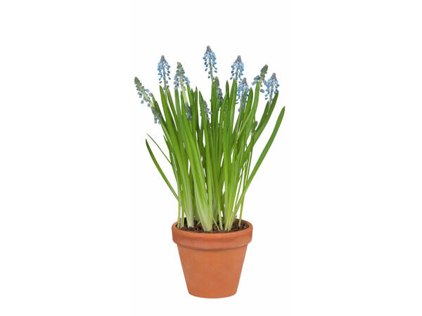 Bulbe de fleurs de printemps dans un pot en terracotta