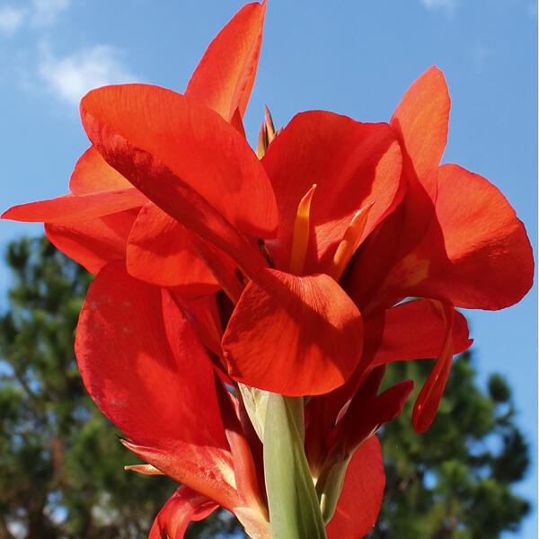 Blühende Canna