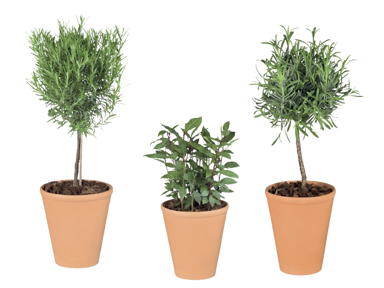 Italian Herbs in Terracotta Pot