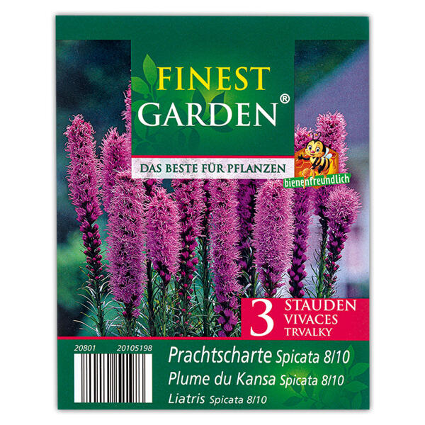 Blumenzwiebeln winterharte Stauden