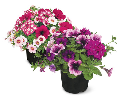 Mixed Flower Pot
