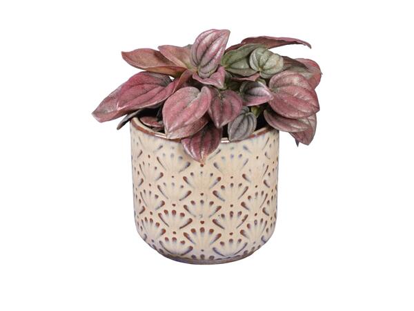 Peperomia Houseplant