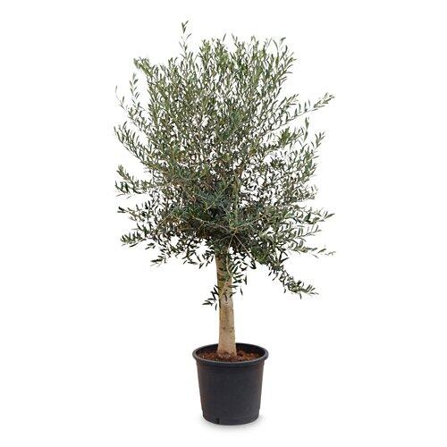 Olivenbaum*