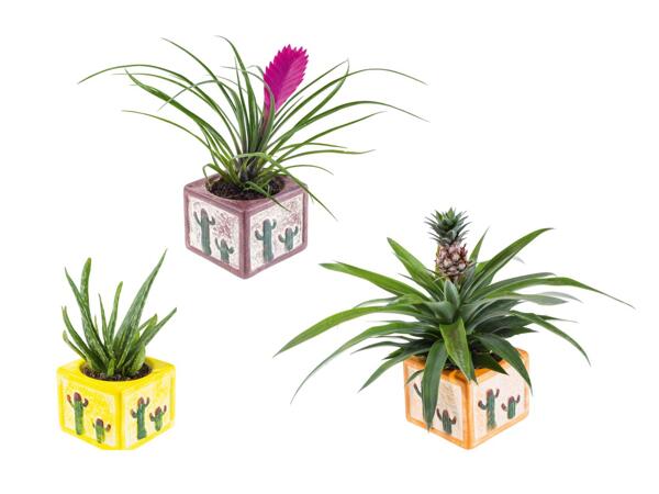 Plantes exotiques dans un pot en céramique de Cancún