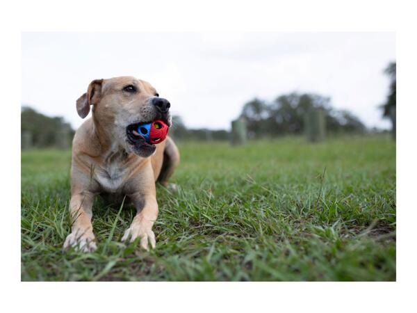 Nerf Dog Toy