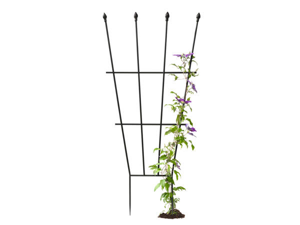 Trellis