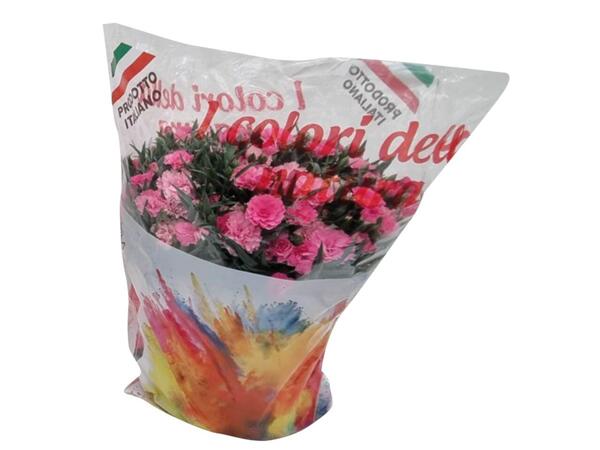 Carnaval Carnations