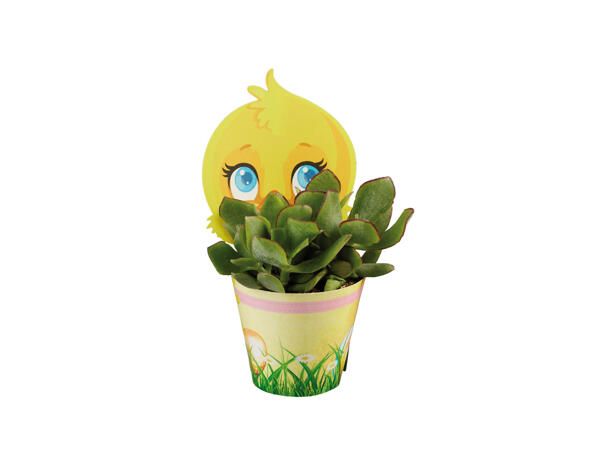 Bunny and Chick Succulent