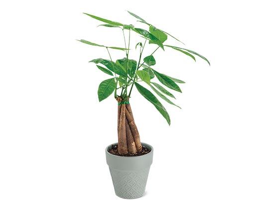 5" Money Tree