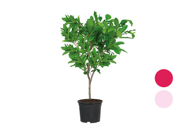 Magnolia