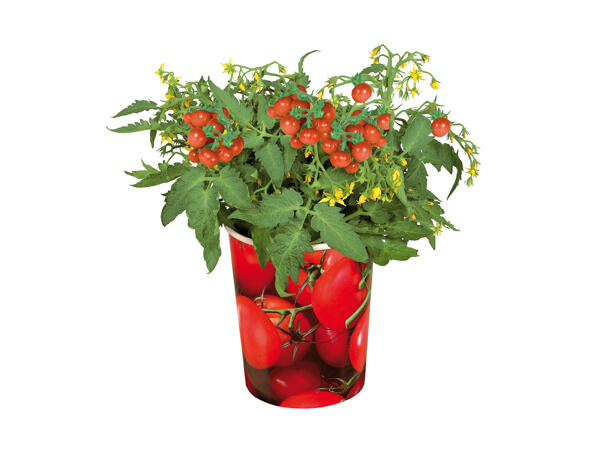 Fruitier en pot