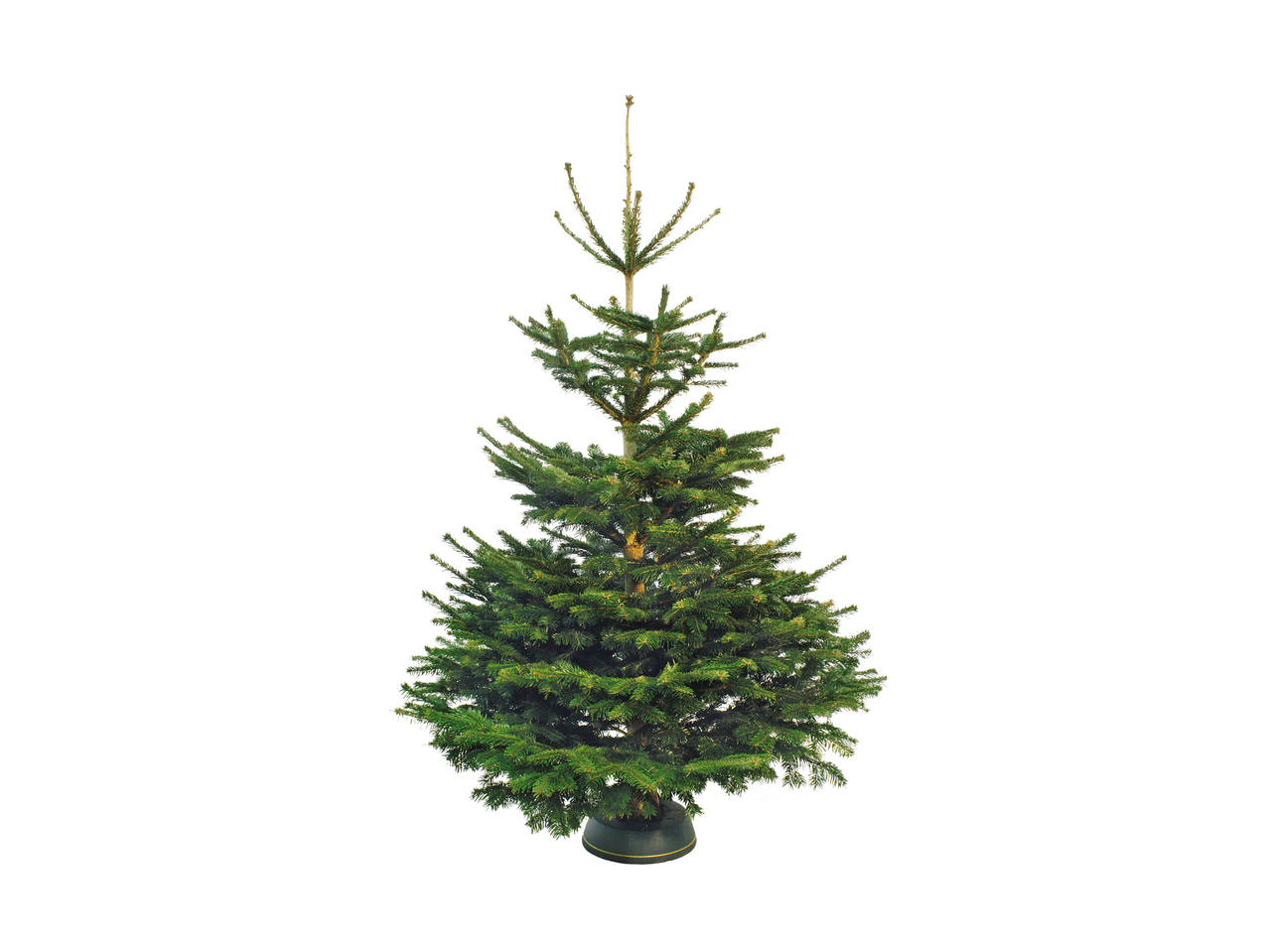 Sapin de Nordmann