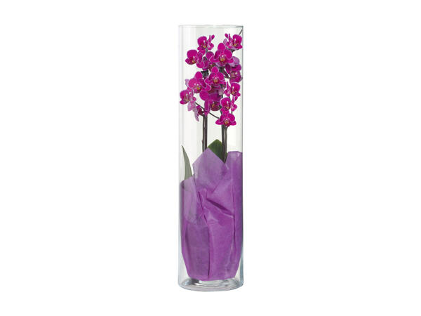 Phalaenopsis 2 Stems