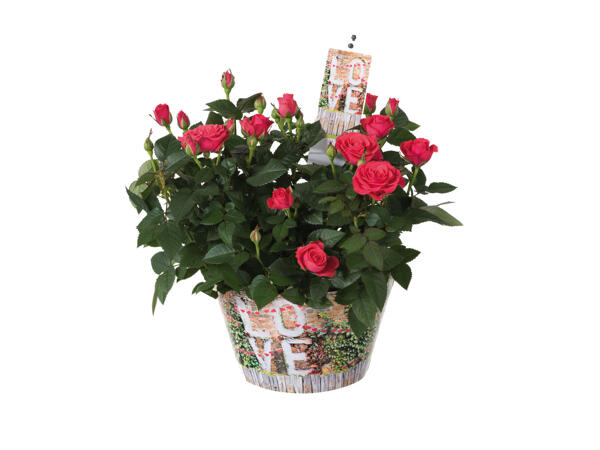 Forever Love Roses