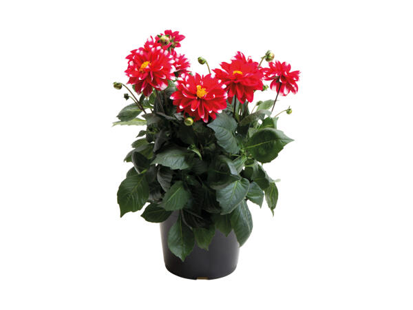 Stor Dahlia