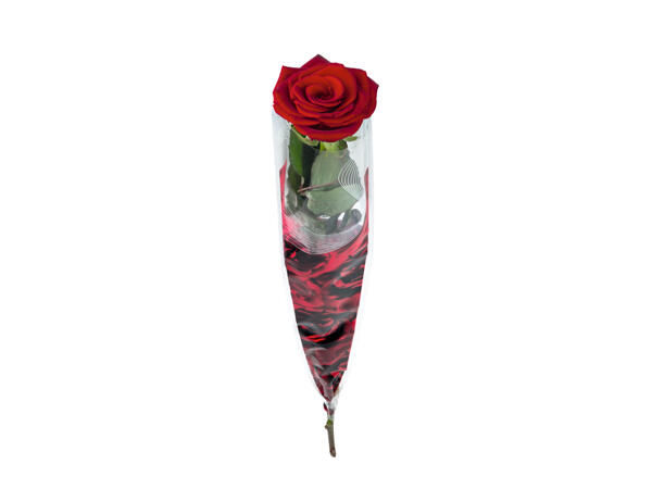 Deluxe Single Red Rose Lidl Northern Ireland Specials archive
