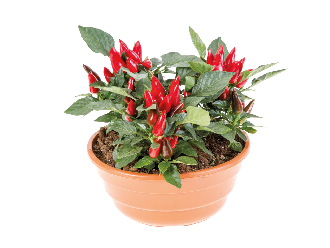 Capsicum Tub1