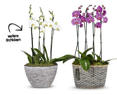 Orchideen-Arrangement