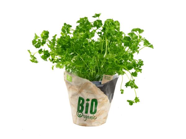 Bio Küchenkräuter