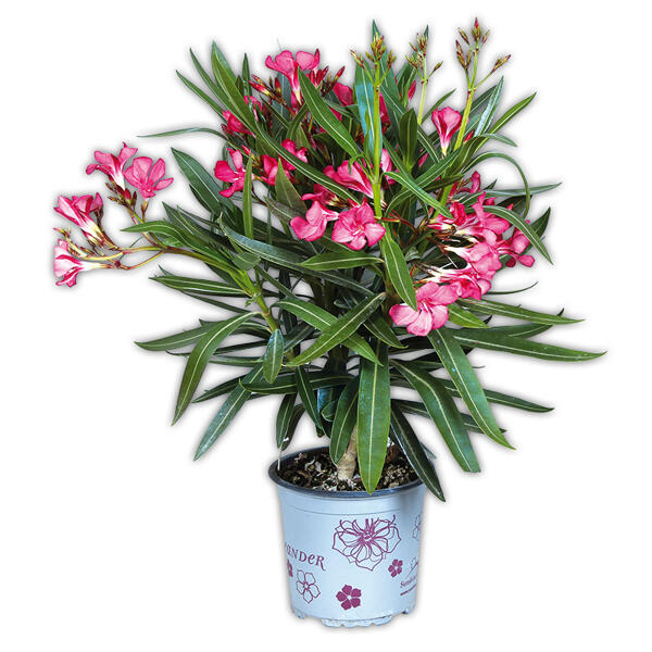 Oleander