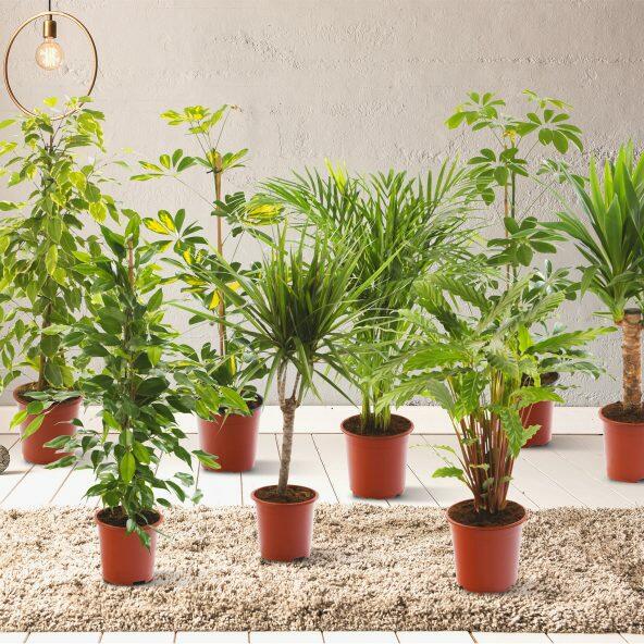 Høje grønne planter