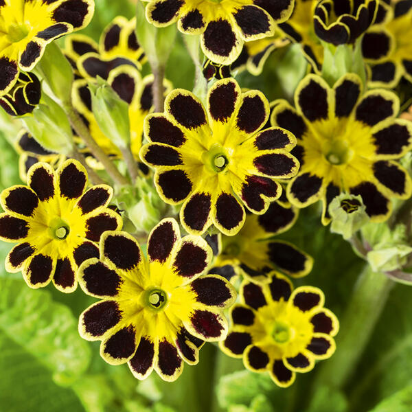 Schlüsselblume "Primula veris"