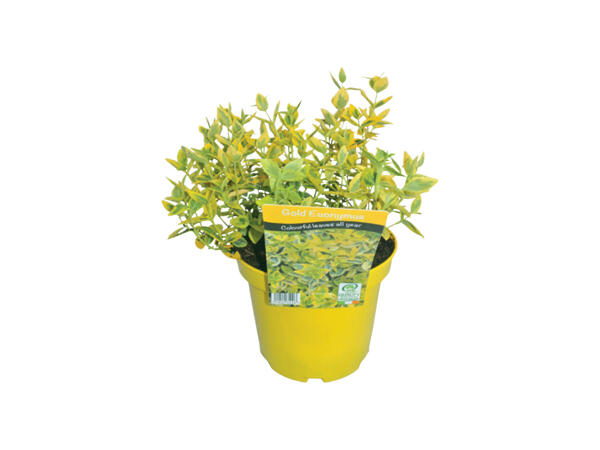 Gold Euonymus