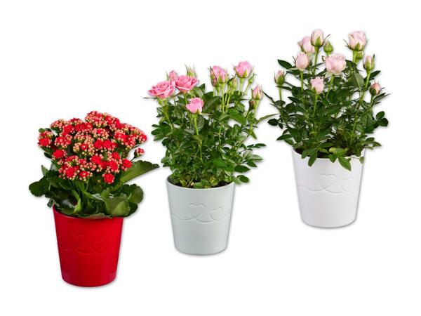 Topfrose oder Kalanchoe in Keramik