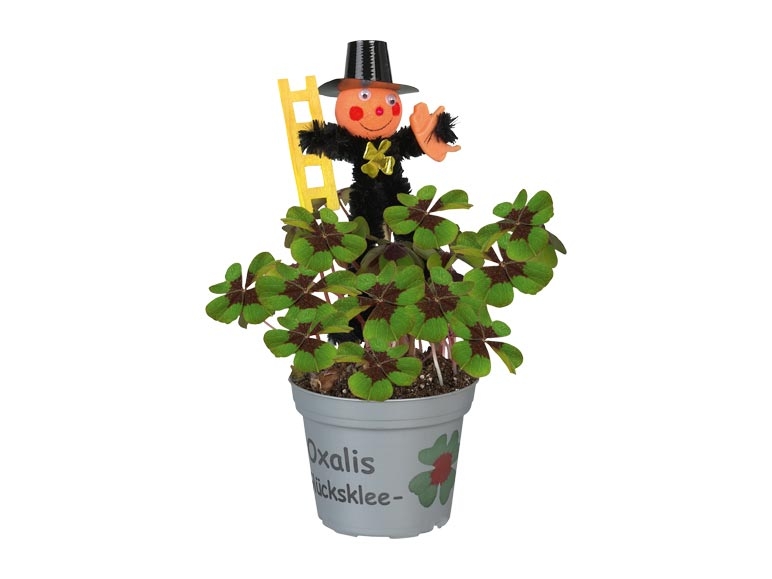 Trèfles à quatre feuilles avec petit ramoneur