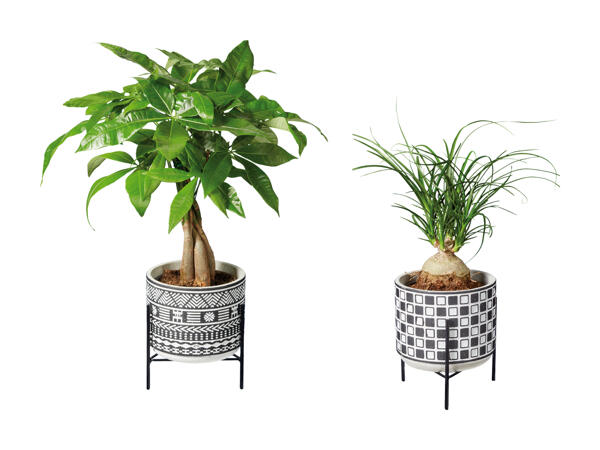 Grøn plante i keramik