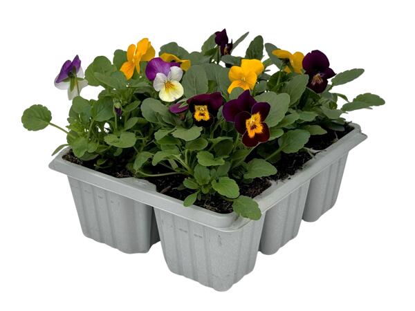 6 Pack Spring Bedding