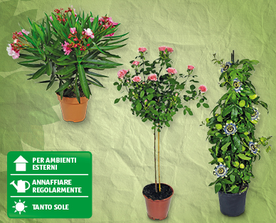 Pianta da balcone/terrazza GARDENLINE(R)