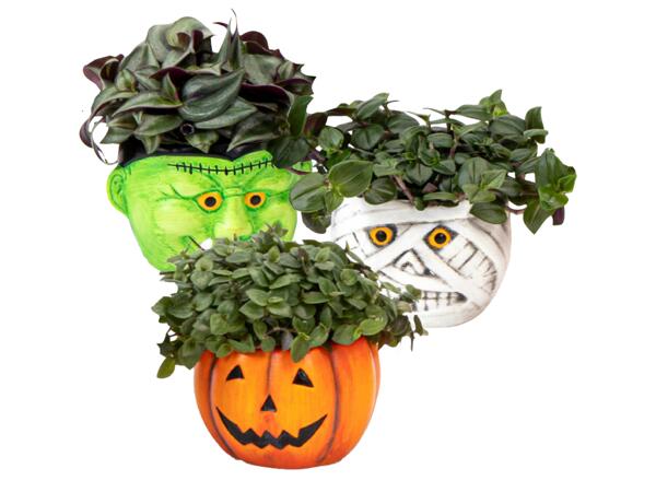 Green Plants in Halloween Pot
