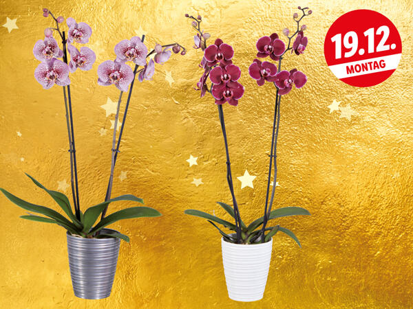 Orchidee 2-Trieber in Keramiktopf
