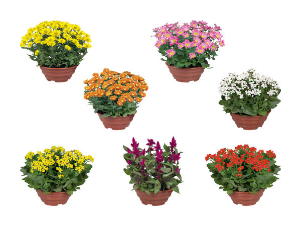 Plante à fleurs dans une coupe