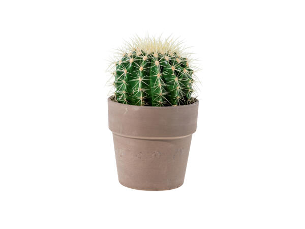 Cactus