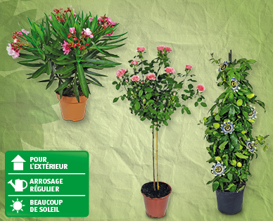 Plante de balcon/terrasse GARDENLINE(R)
