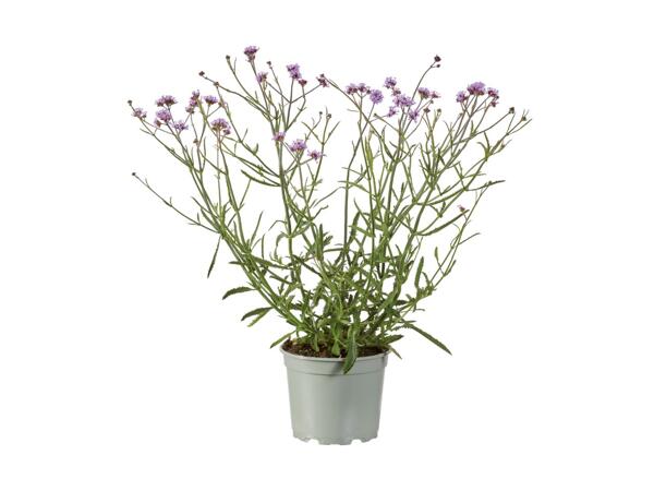 Bee-friendly Perennials