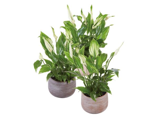Spathiphyllum