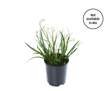 Kangaroo Paw 140mm